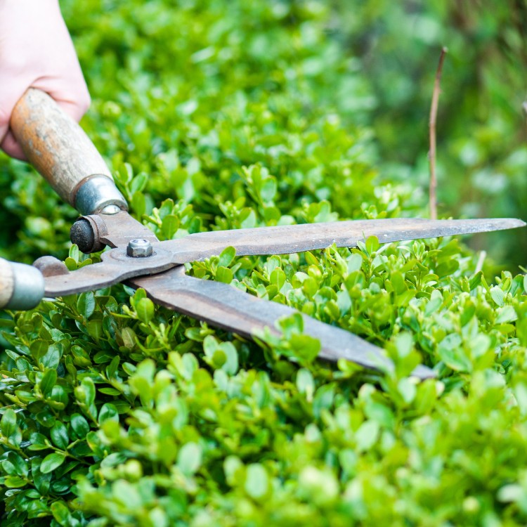Lawn care services in Burke County, NC Lawn care services in Burke County, NC